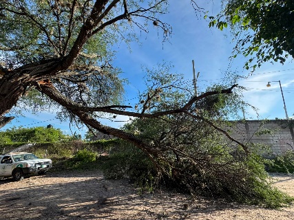 Árbol cae sobre circulación vehicular