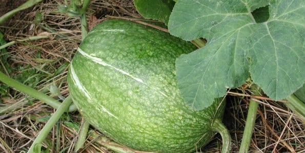 Chilacayote